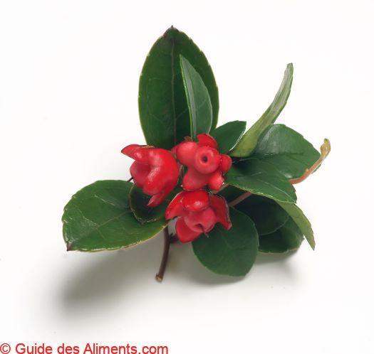 Gaulthérie couchée