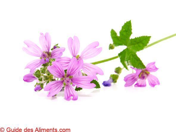 Malva sylvestris