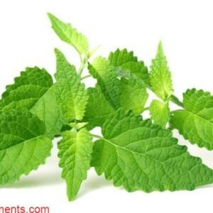 Menthe coréenne