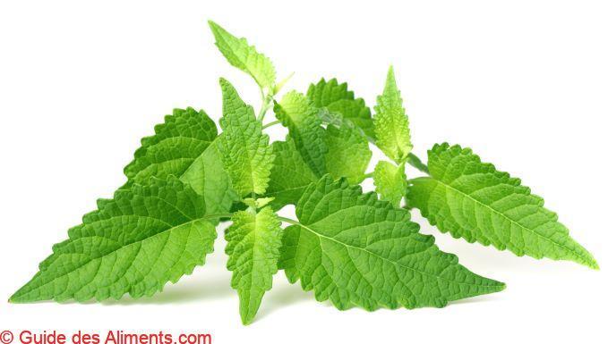 Menthe coréenne