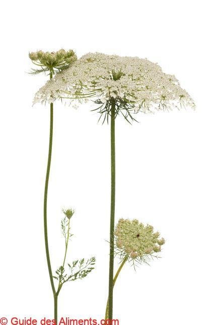 Myrrhis odorata