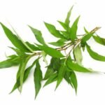 Renouée Poivre d'eau