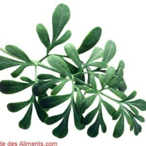 Ruta graveolens