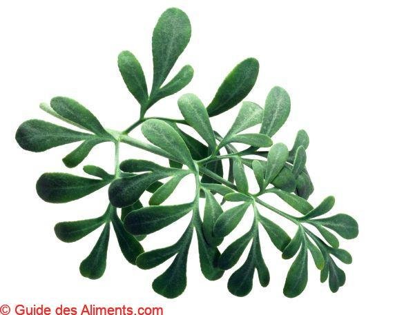 Ruta graveolens