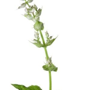 Salvia sclarea