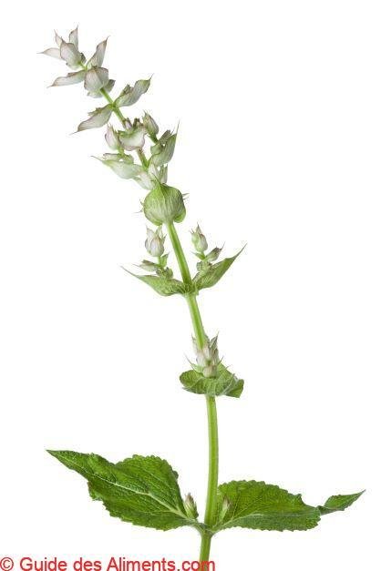 Salvia sclarea