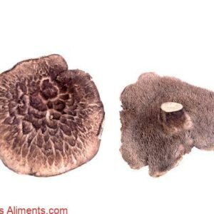 Sarcodon imbricatus