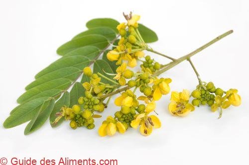 Senna siamea