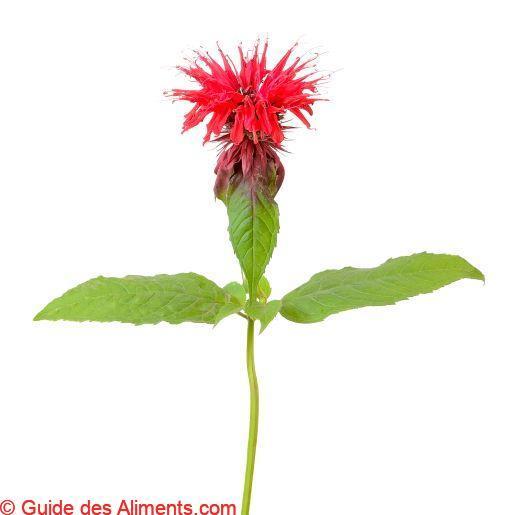 Monarde