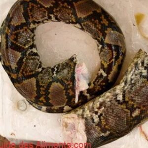 serpent