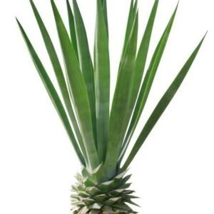 Agave americana