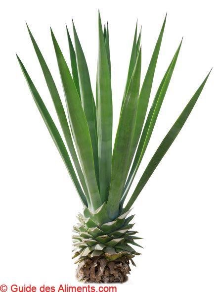 Agave americana