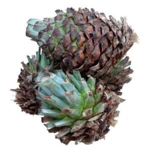 Agave tequilana