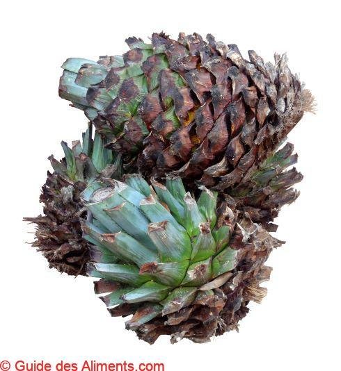 Agave tequilana