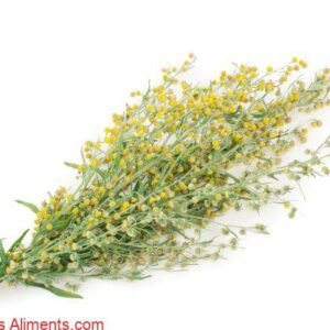 Artemisia princeps