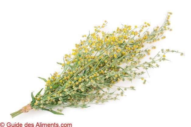 Artemisia princeps
