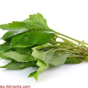 Artemisia vulgaris