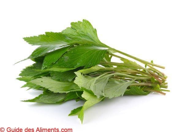 Artemisia vulgaris
