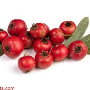 Crataegus azarolus