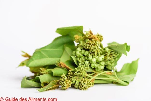 Dregea volubilis
