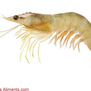 Fenneropenaeus indicus