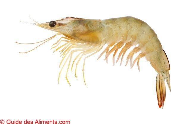Fenneropenaeus indicus