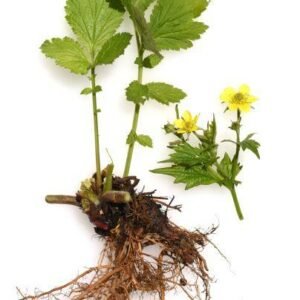 Geum urbanum