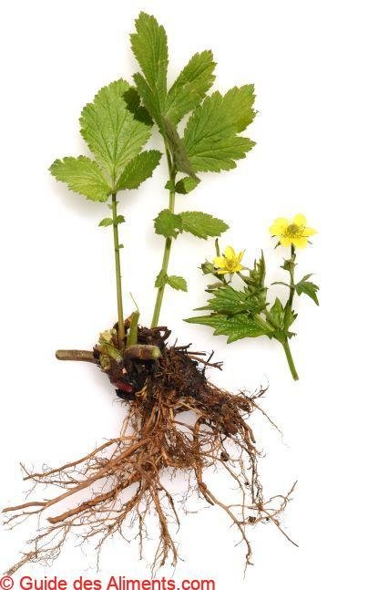 Geum urbanum