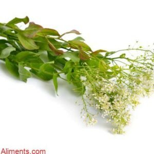 Lepidium draba