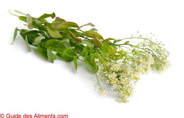 Lepidium draba