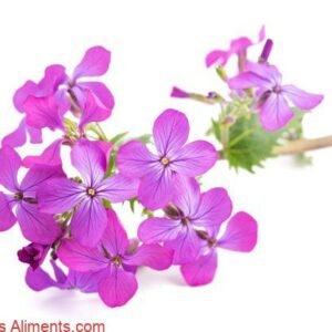 Lunaria annua
