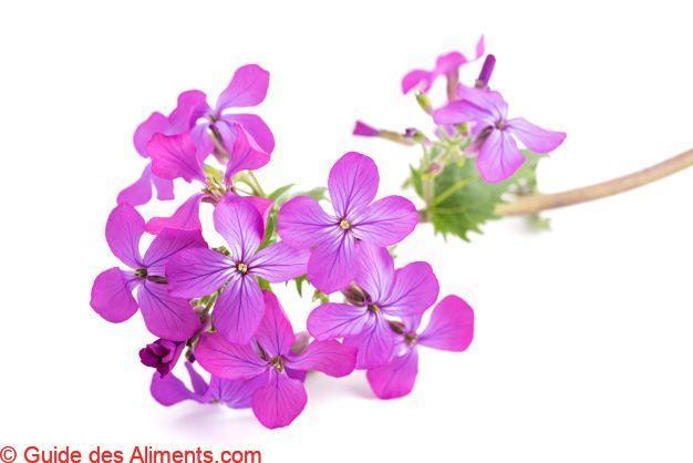 Lunaria annua