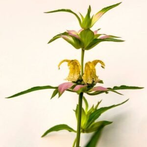 Monarda punctata