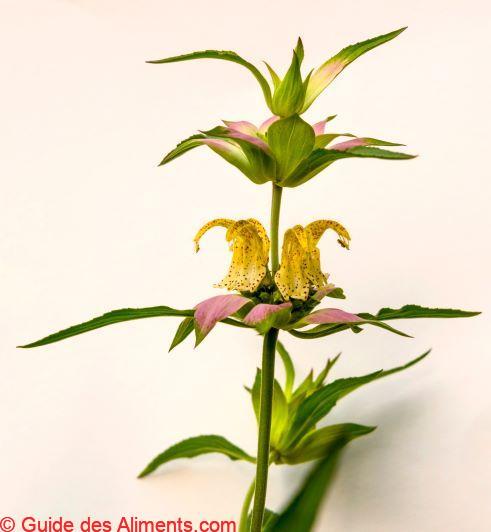 Monarda punctata