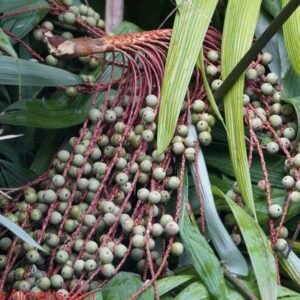 Oenocarpus bacaba