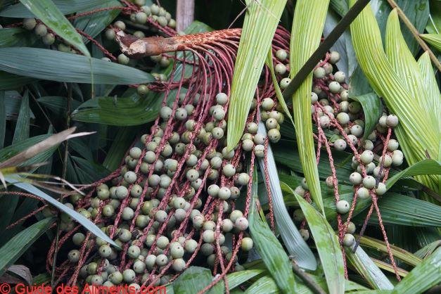 Oenocarpus bacaba