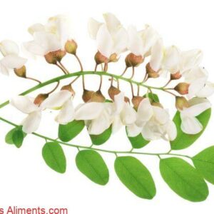 Robinia pseudoacacia