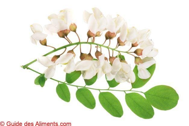 Robinia pseudoacacia