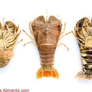 Thenus orientalis