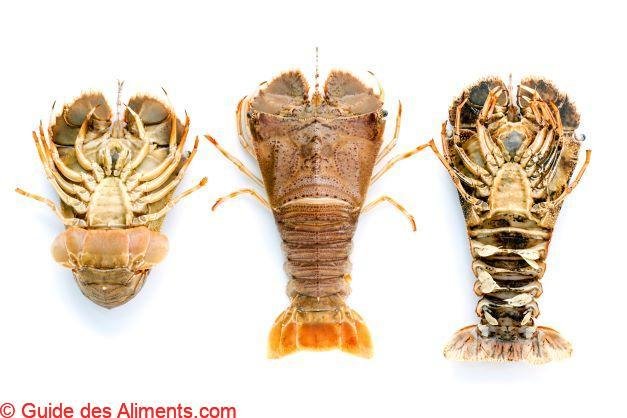 Thenus orientalis