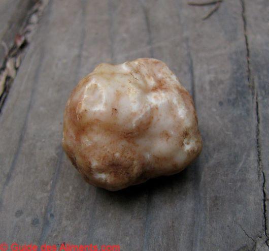 tuber gibbosum