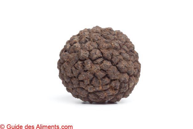 Tuber melanosporum