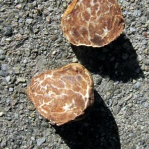 Tuber oregonense
