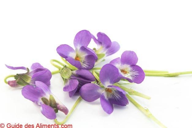 Viola odorata
