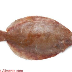 limande sole Microstomus kitt