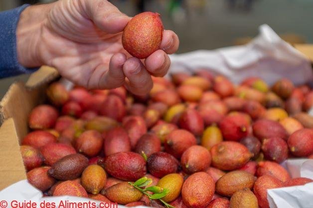 Citrus australasica = blood lime 2