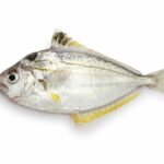 Hiiragi (ponyfish spotnape)