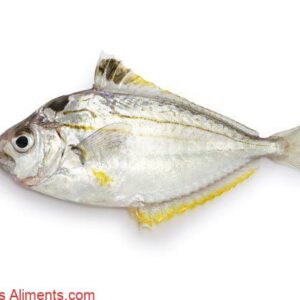 Hiiragi (ponyfish spotnape)