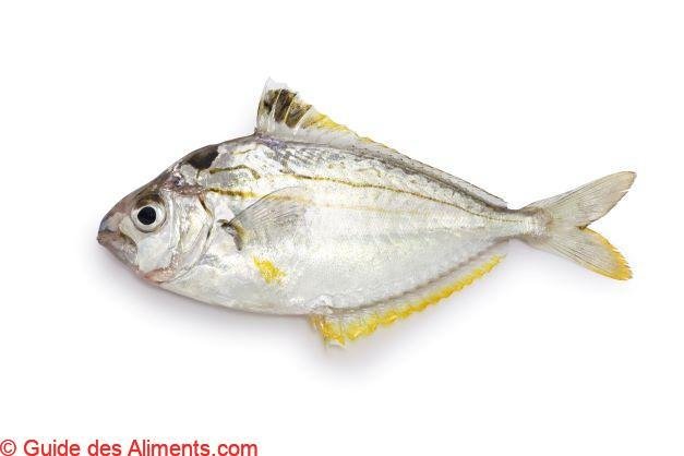 Hiiragi (ponyfish spotnape)