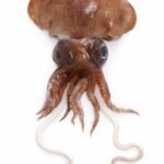 Calmar bobtail Mimika